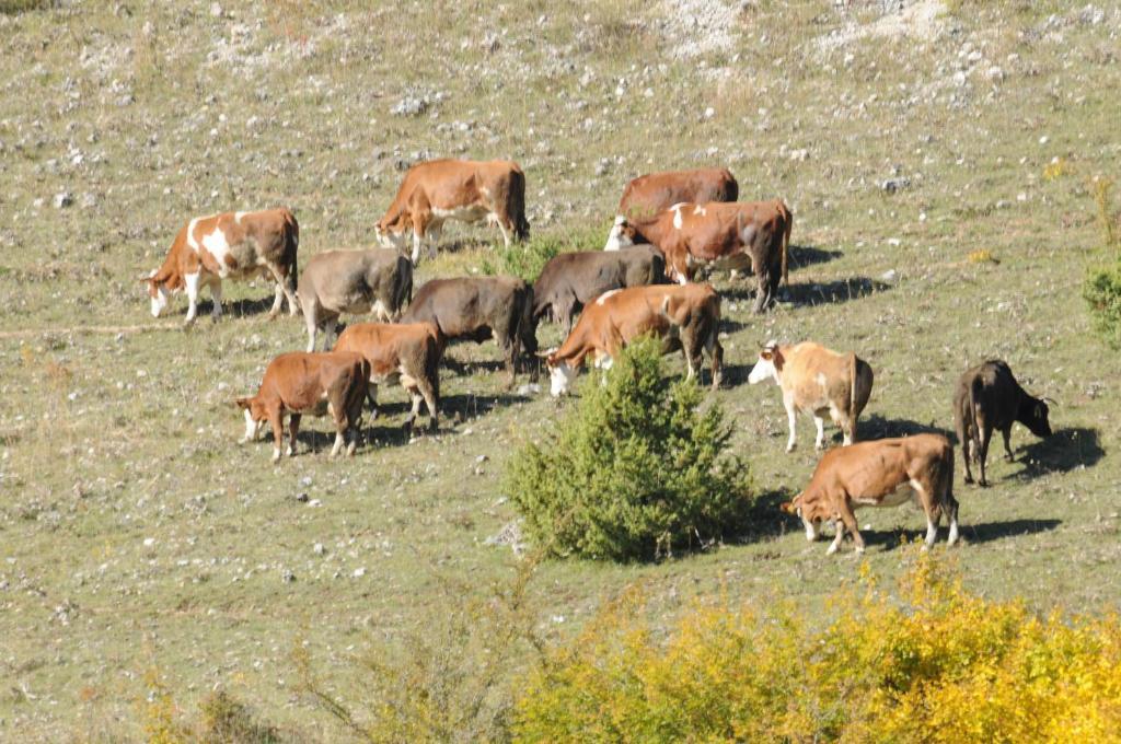 Bio Agriturismo Valle Scannese Villa Scanno Eksteriør billede